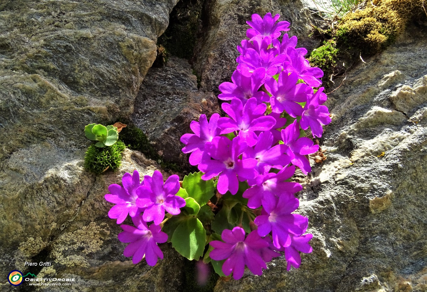 40 Primula irsuta (Primula hirsuta).JPG